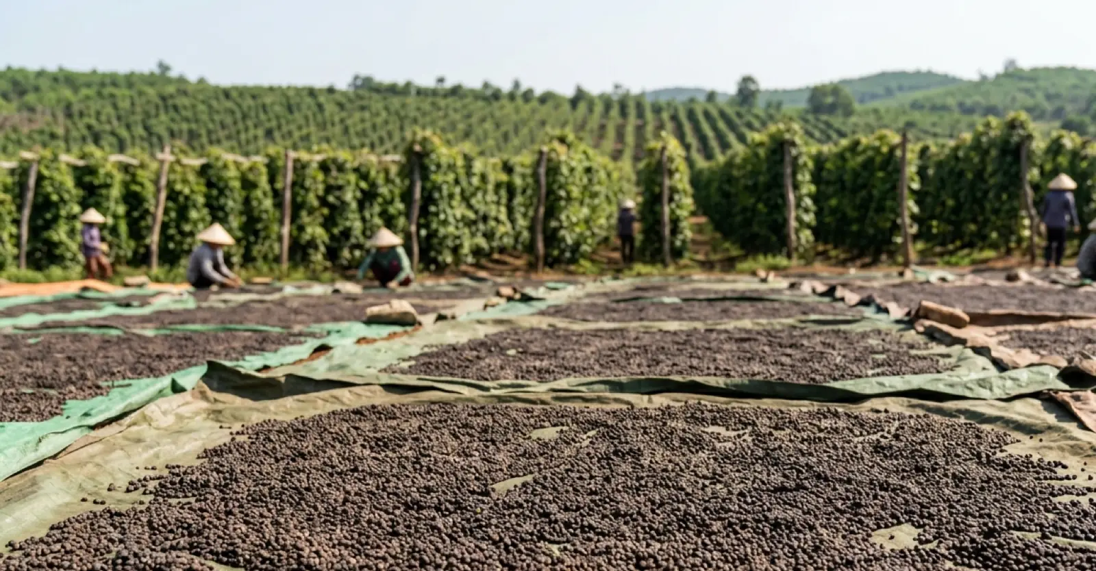 Poivre noir en cours de séchage, plantation en arrière-plan